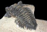 Pseudocryphaeus (Cryphina) Trilobite - Lghaft, morocco #165933-4